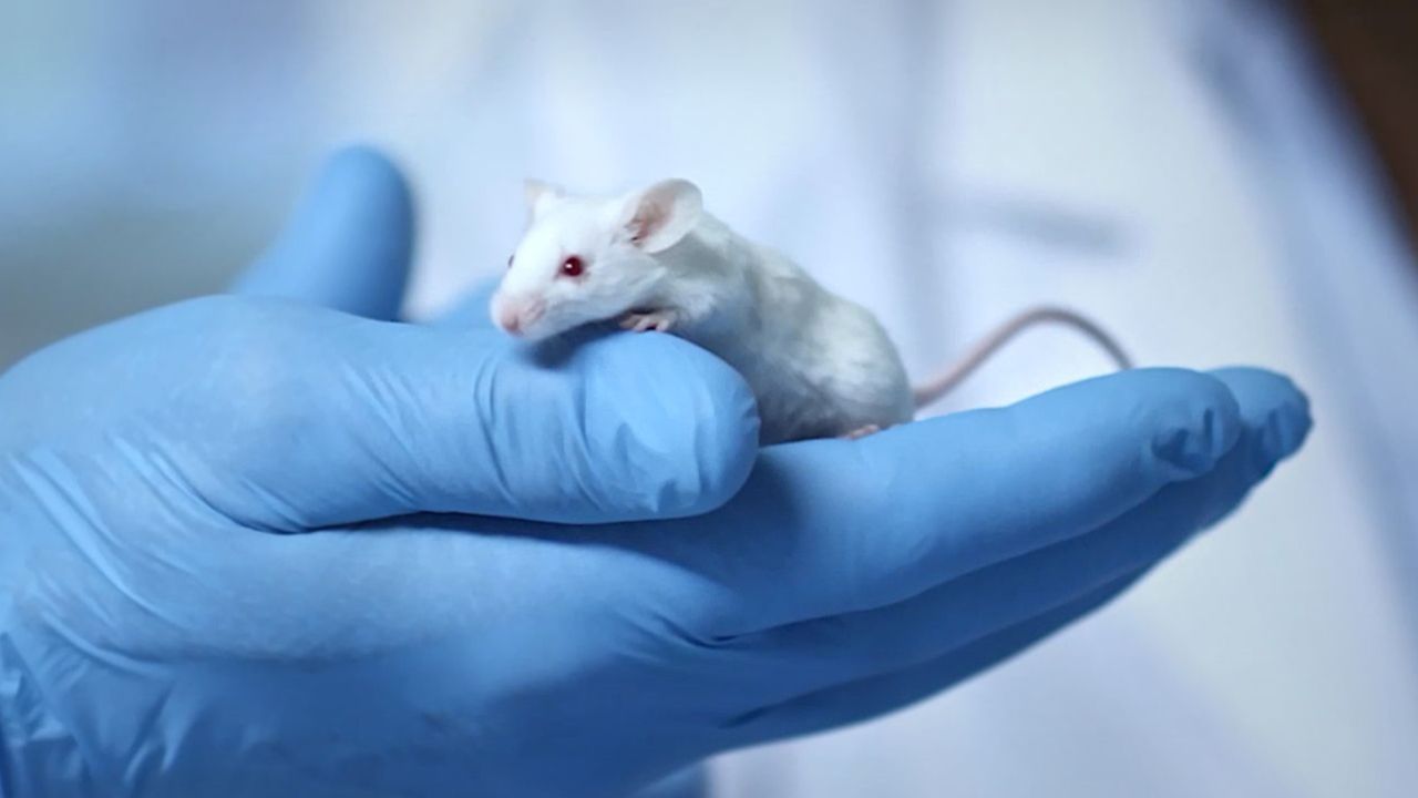 'Supermodel Granny' Drug Extends Life Of Lab Mice By 25%