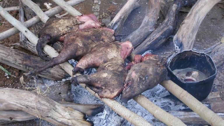 Los tsimanes consumen la mayoría de las proteínas de los animales que cazan en la selva.