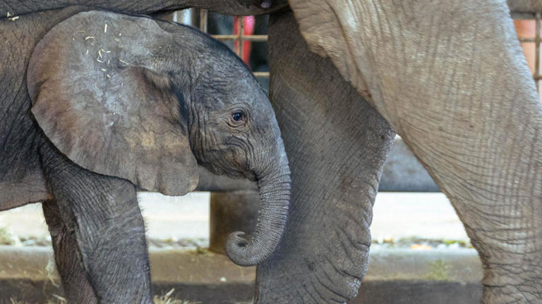 Dollar Days return to the Dallas Zoo. Here's when and how to get $1 ...