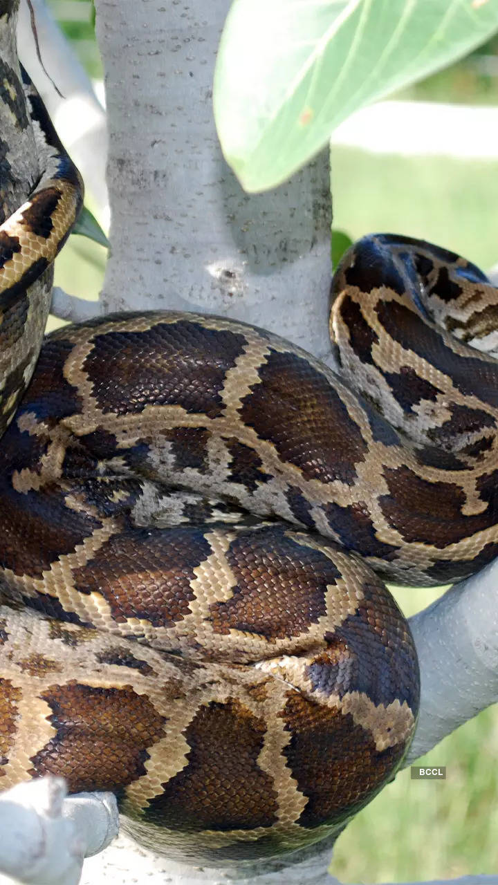 Discover world's largest snake species