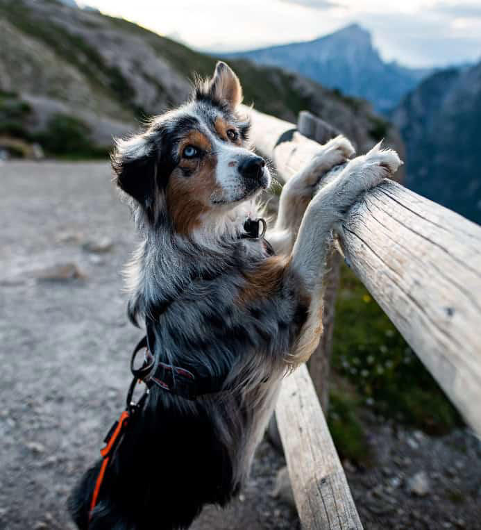 Maximize your dog hiking experience: Avoid these 7 mistakes