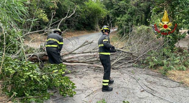 Ancona, Sveglia Al Fresco Con Le Raffiche Di Vento: Rami In Strada ...