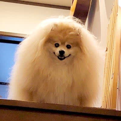 ポメラニアンが起床した結果…小型犬の概念をぶっ壊す ポメラニアンが起床した結果…小型犬の概念をぶっ壊す
