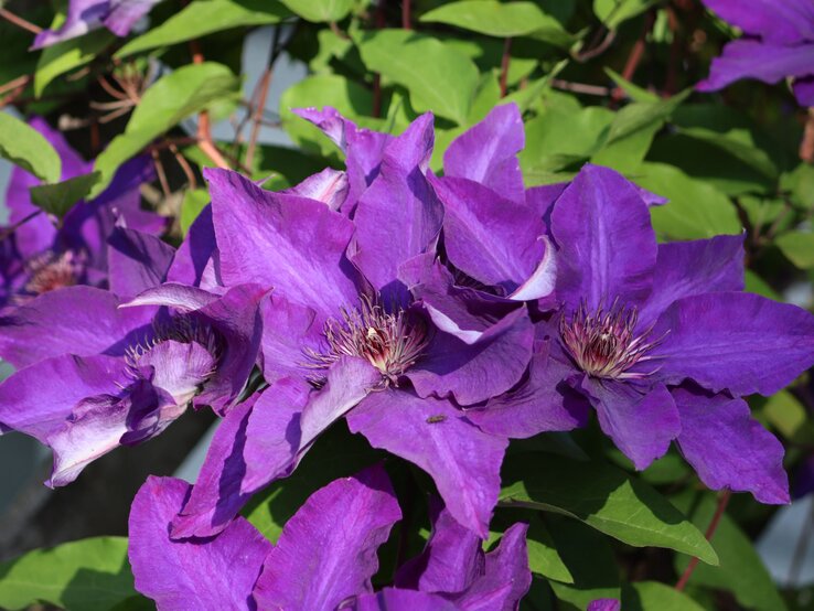 Clematis düngen Den besten Dünger findest du auf dem Frühstückstisch
