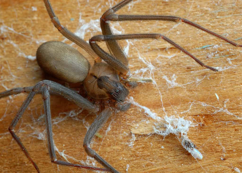 8 Spiders That Look Like Brown - BB1qju95.img brown recluse united states map