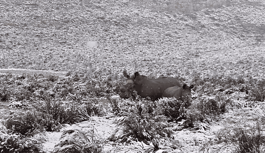 <p><a href="https://www.instagram.com/p/C9UKZIXqL6k/">Watch a video here</a></p> <p>Images and videos shared to social media captured a glimpse of Aquila's wildlife – rhinos, elephants, lions, and zebra, navigating the snowfall. It was almost surreal, had Mother Nature got it wrong? No complaints though, after all it was a one in a million event.</p>           Sharks, lions, tigers, as well as all about cats & dogs!           <a href='https://www.msn.com/en-us/channel/source/Animals%20Around%20The%20Globe%20US/sr-vid-ryujycftmyx7d7tmb5trkya28raxe6r56iuty5739ky2rf5d5wws?ocid=anaheim-ntp-following&cvid=1ff21e393be1475a8b3dd9a83a86b8df&ei=10'>           Click here to get to the Animals Around The Globe profile page</a><b> and hit "Follow" to never miss out.</b>