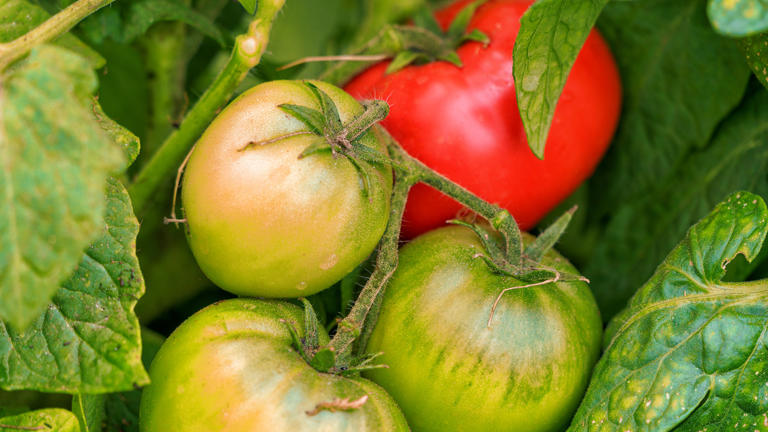 When is the best time to pick tomatoes off the vine? Here’s what an ...