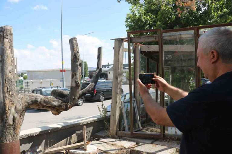 KAYA BULUT’UN OĞLU NEVZAT BULUT, "ESKİDEN BU ALANDA DEVLET DEMİRYOLLARININ FİDANLIĞI VARDI. BURADAKİ FİDANLIKTA BULUNAN BU AĞACI BABAM GÖRÜP KEŞFETMİŞ. FİDANLIKTAKİ AĞAÇLARI KESTİKLERİ ZAMAN KESENLERE DEMİŞ Kİ BU AĞACI BEN ALACAĞIM. AĞACIN ŞEKLİ BOZULMADAN GÜZELCE KESTİRMİŞ. DAHA SONRA BU AĞACI BİZ BURAYA KOYDUK. BU AĞAÇTA ALLAH KELAMI VAR. GÖRENLER ŞAŞIRIYOR GELİP BAKMAK FOTOĞRAF ÇEKİLMEK İSTİYOR" ŞEKLİNDE KONUŞTU.