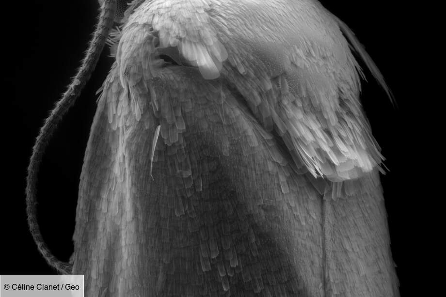 Papillon nocturne Niditinea striolella