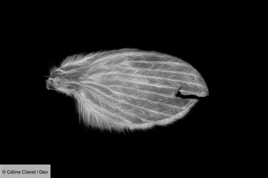 Aile de diptère Psychodidae