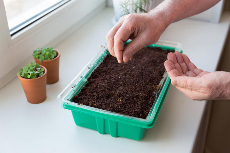 How to grow a healthy and prolific basil plant, according to garden experts