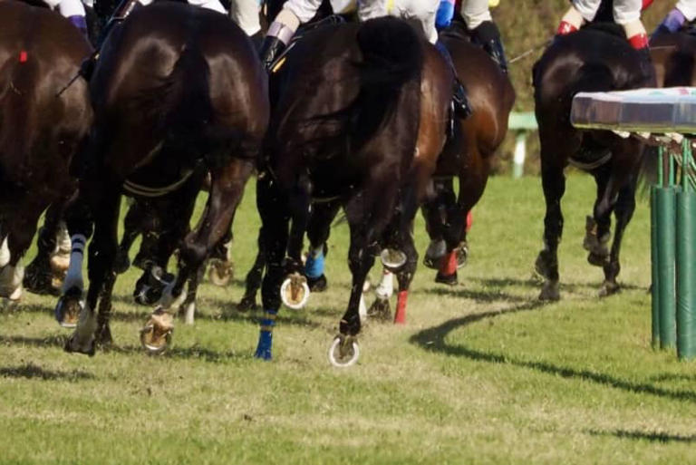 【中京記念】横山典「いい状態で秋競馬を迎えられれば」 アルナシームが重賞初制覇