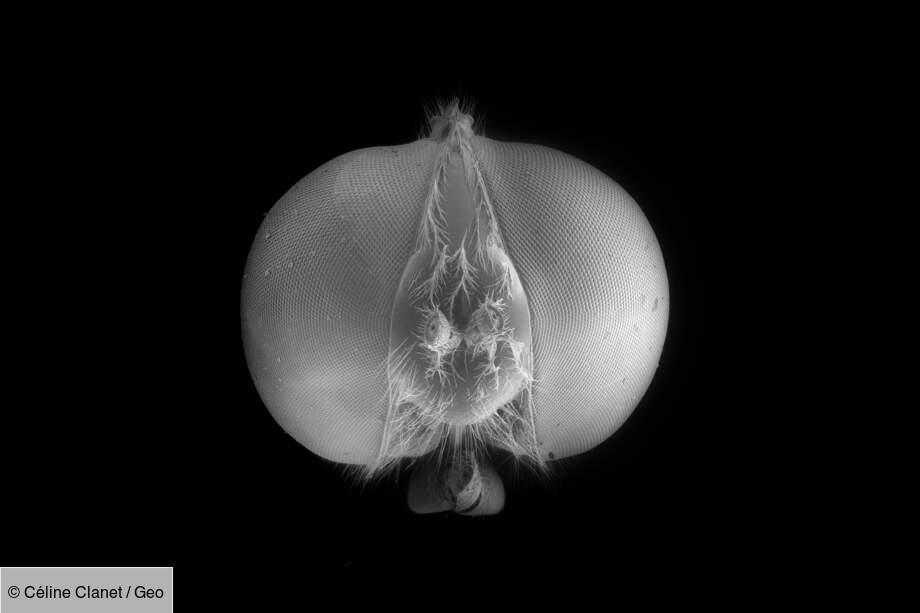 Tête de diptère mutilée