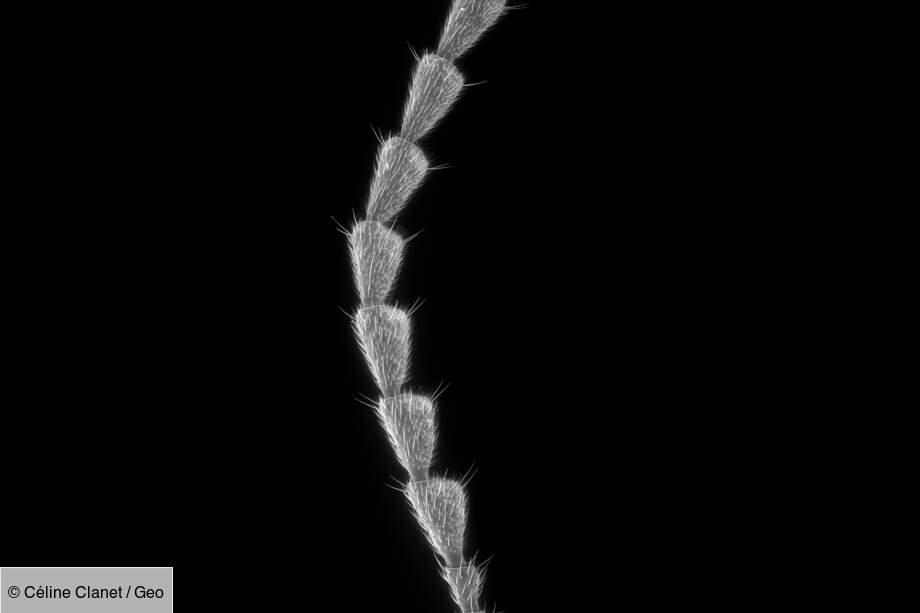 Antenne d'hyménoptère