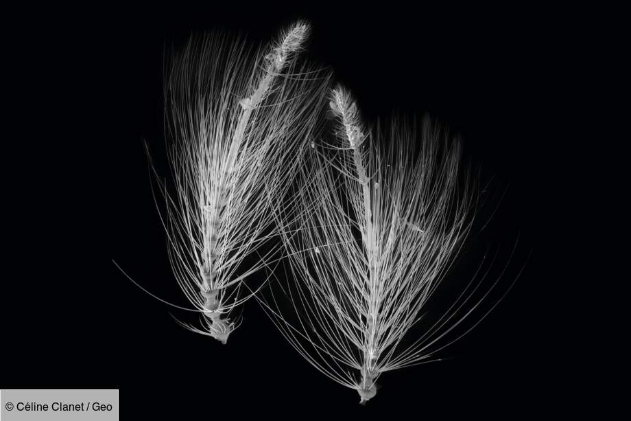 Antennes de moustique Culicidae