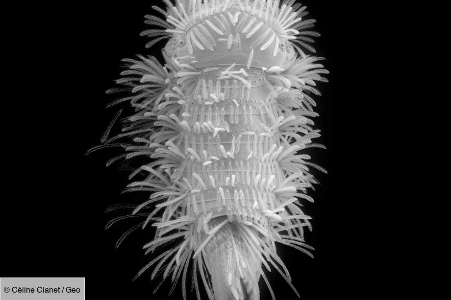 Larve de petit coléoptère Dermestidae