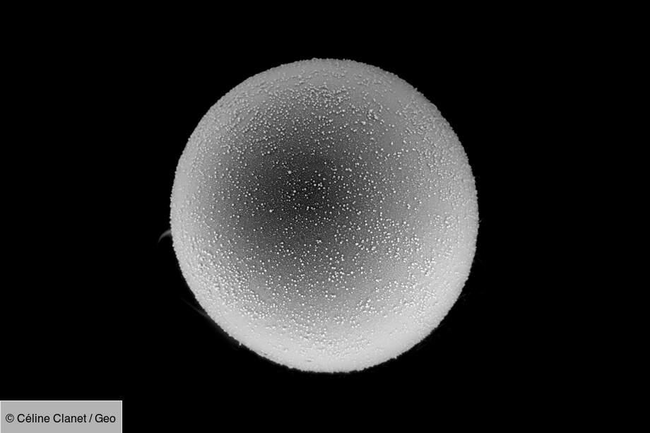 Œuf d’arachnide non éclos