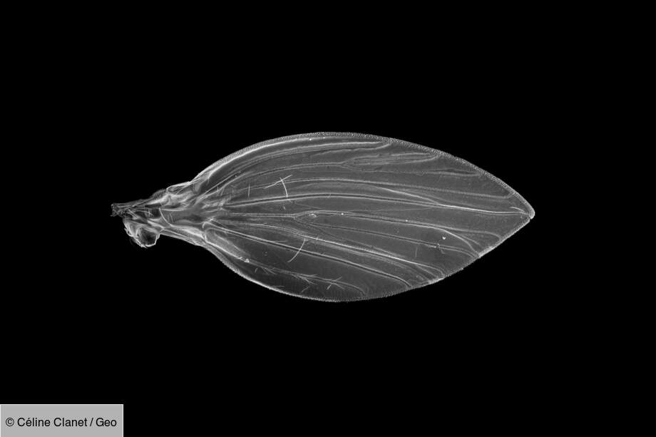 Aile de diptère Lonchoptera lutea