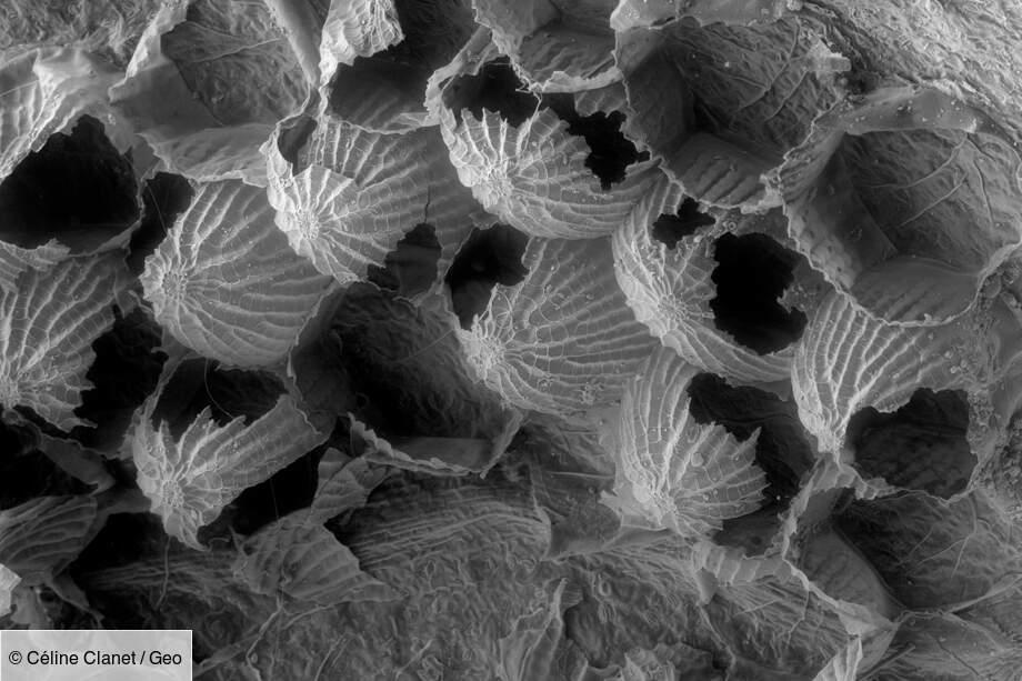 Œufs de lépidoptères éclossur une feuille de saule pleureur