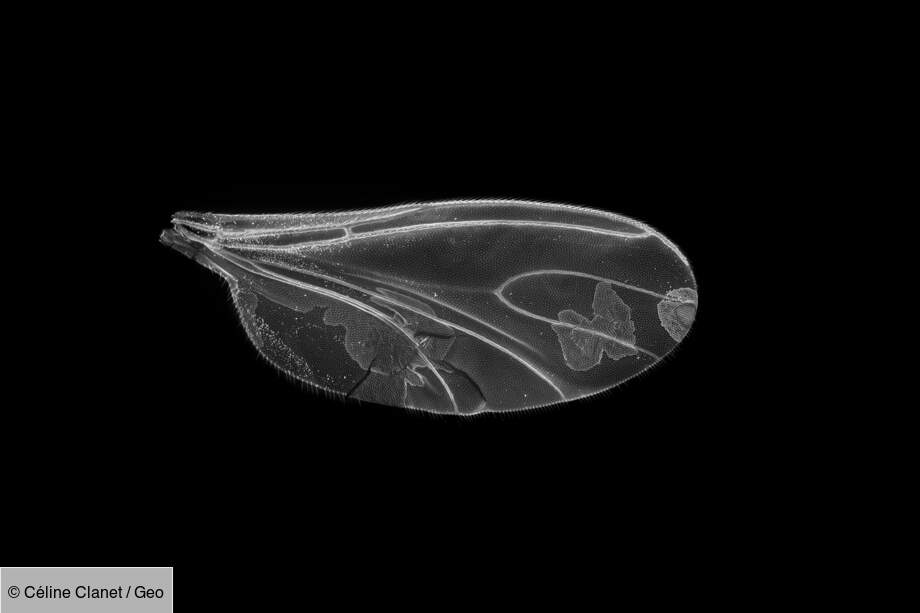 Aile de diptère Thaumaleidae
