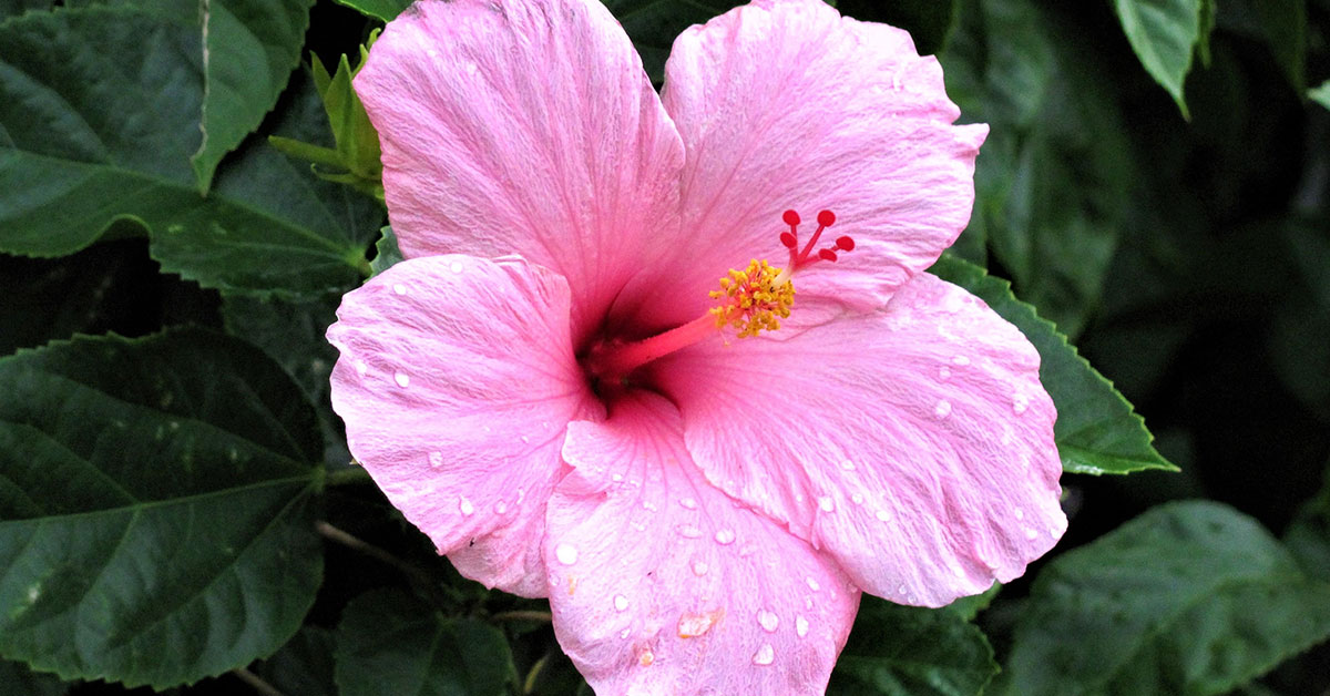 12 Gardening Tips For Growing Beautiful Hibiscus Blooms