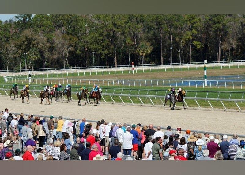 <p>- Rating: 4/5 (365 reviews)<br>- Address: 11225 Race Track Road Tampa, Florida<br>- <a href="https://www.tripadvisor.com/Attraction_Review-g34678-d2535032-Reviews-Tampa_Bay_Downs-Tampa_Florida.html">Read more on Tripadvisor</a></p>