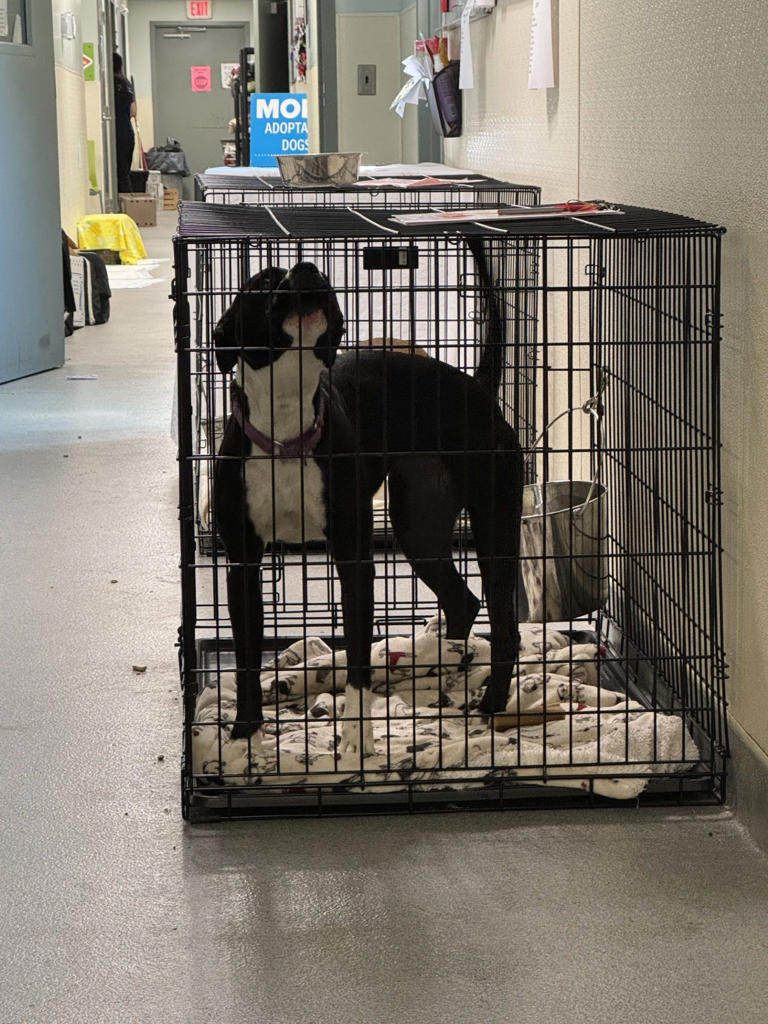 How to Make Dog Stop Barking in Crate: Proven Calm Techniques