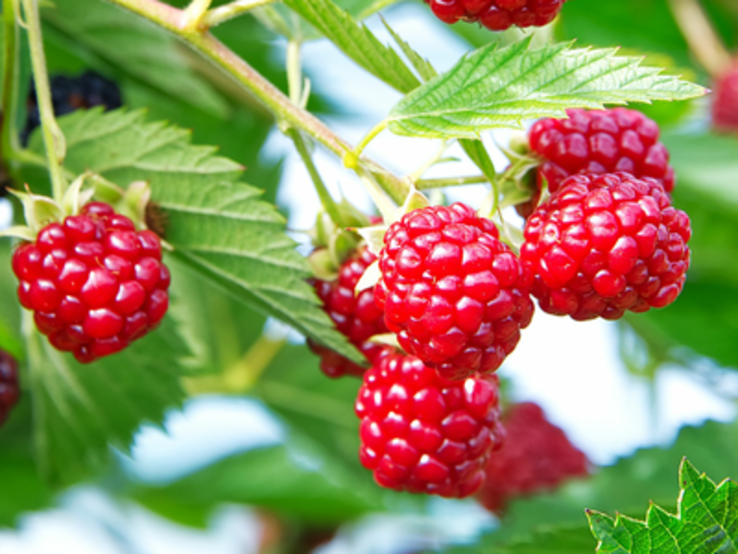 Himbeeren düngen Hausmittel im Gießwasser fördert eine reiche Ernte
