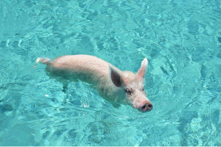 A swimming pig of Exuma Cays, Bahamas. Photo credit: Depositphotos.