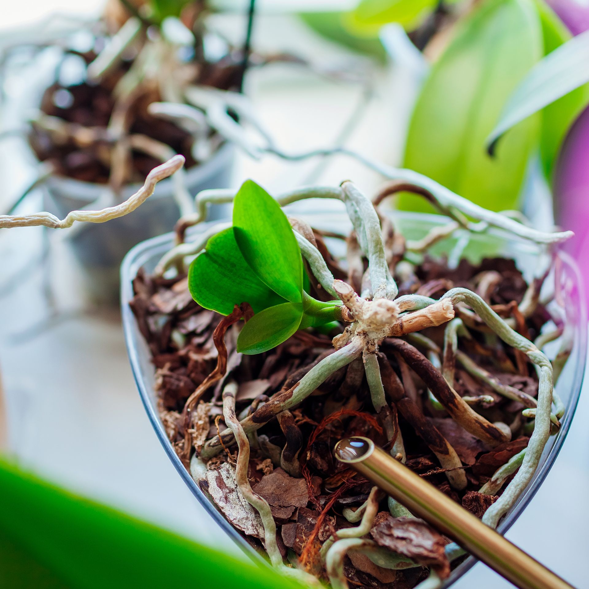 How To Propagate Orchids: 4 Techniques To Grow Your Plant Collection