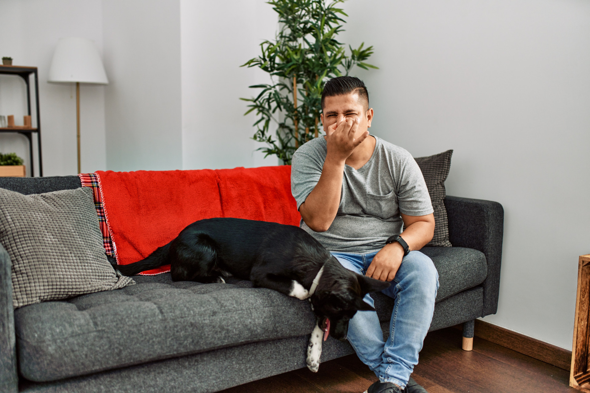 Grâce à ces conseils, vous pouvez dire au-revoir aux odeurs d'animal ...