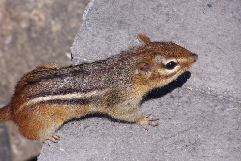 The 11 Smells That Squirrels and Chipmunks Hate