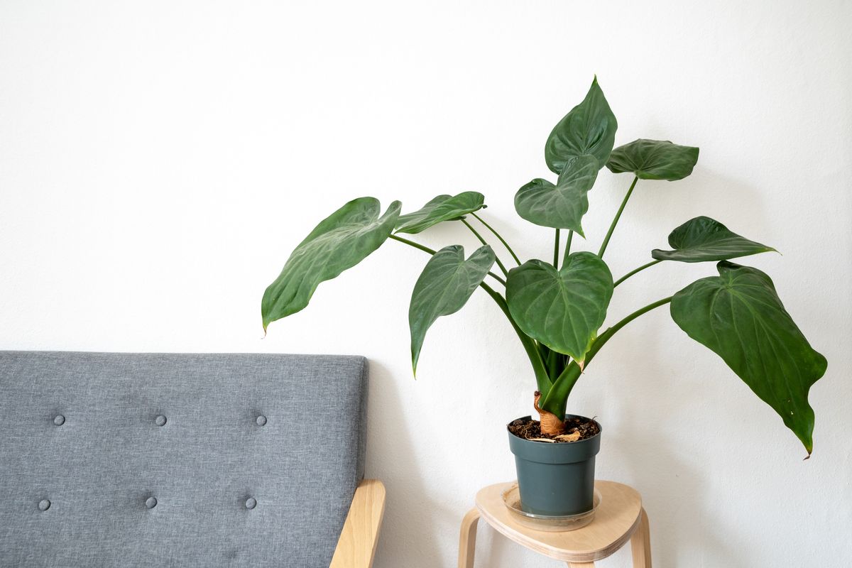 12 Best Indoor Plants for Health, According to Experts