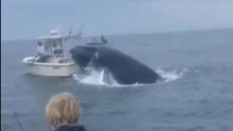Shocking video showed a whale breaching out of the water in Portsmouth Harbor in New Hampshire Tuesday morning and landing on a small boat. Fox News