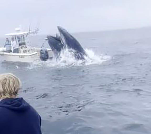 A whale strikes a boat off coast of Rye, N.H. on Tuesday, July 23, 2024, toppling two boaters into the water, who were rescued moments later by the boaters in the foreground.