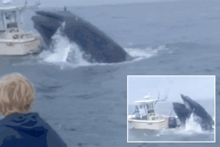 Breaching, ‘pissed off’ humpback whale topples boat, throws fishermen into sea off New Hampshire coast: video