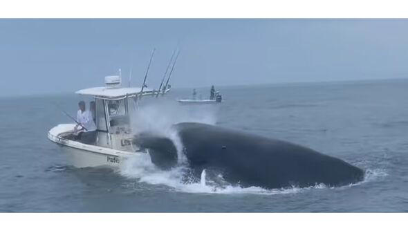 The large whale breaching through the waters off the coast of Portsmouth