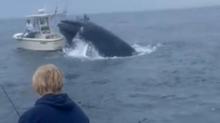 Two brothers filmed the moment that a whale jumped on and capsized a boat off the New Hampshire coast.