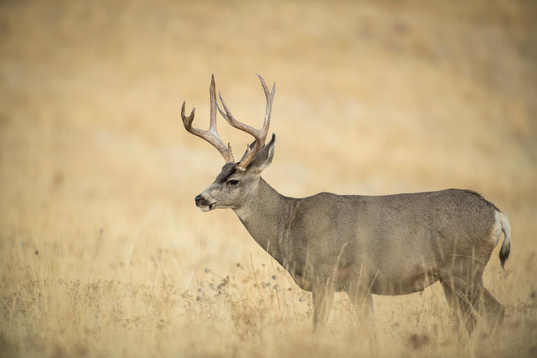 CWD prevalence rates in some areas of the west have surpassed 50 percent. Photo by John Hafner