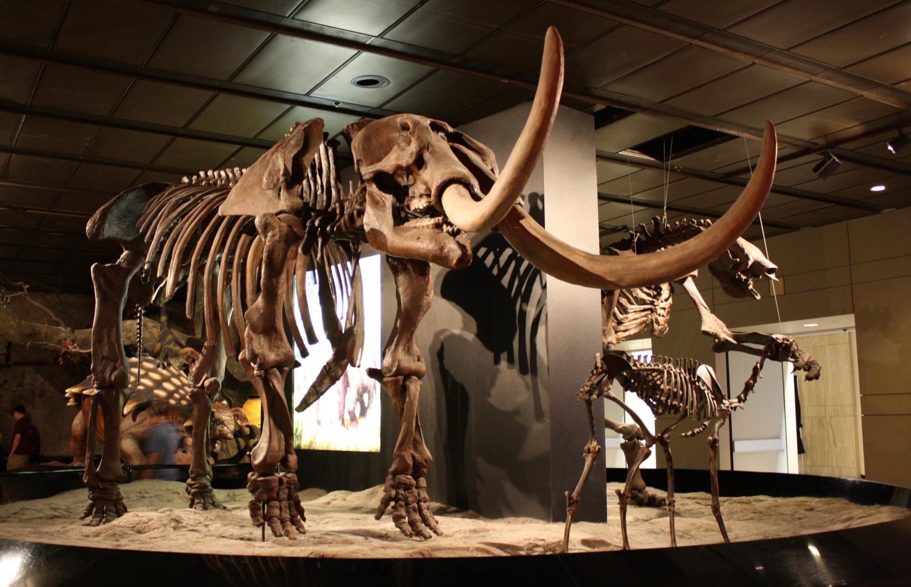 40 Incredible Extinct Animals That Once Roamed Our Planet