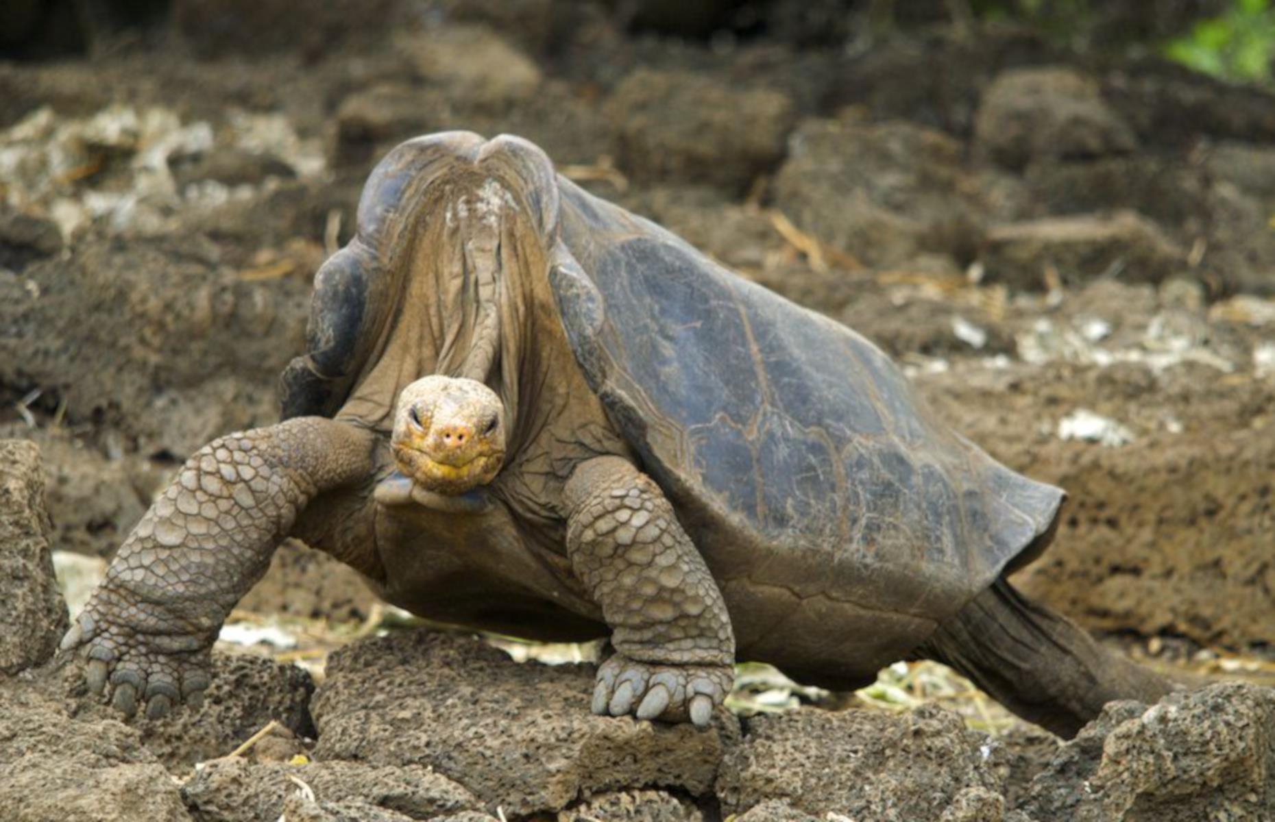 Pinta Giant Tortoise