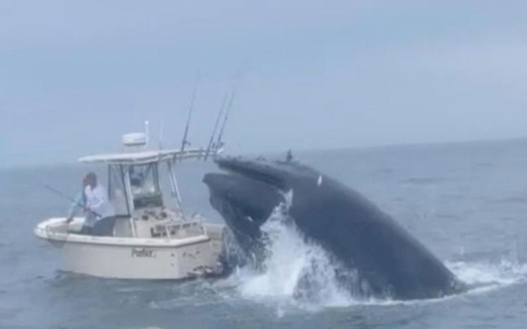 The whale breaches the water before slamming into the small fishing boat