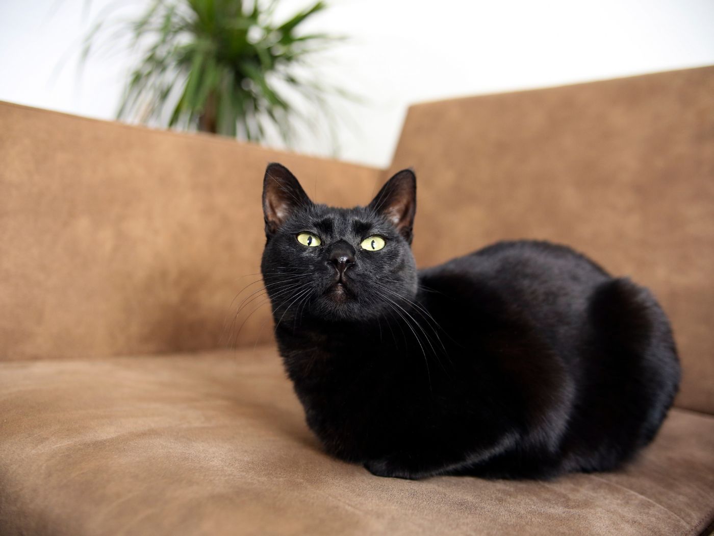 Black Beauty: The Most Striking Black Cat Breeds Revealed