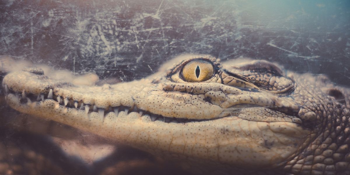 This Mummified Croc Stomach Holds Egyptian Secrets