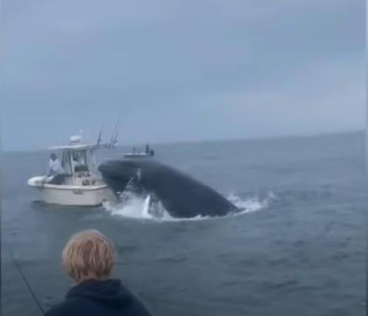 Watch: Breaching whale tosses boat over