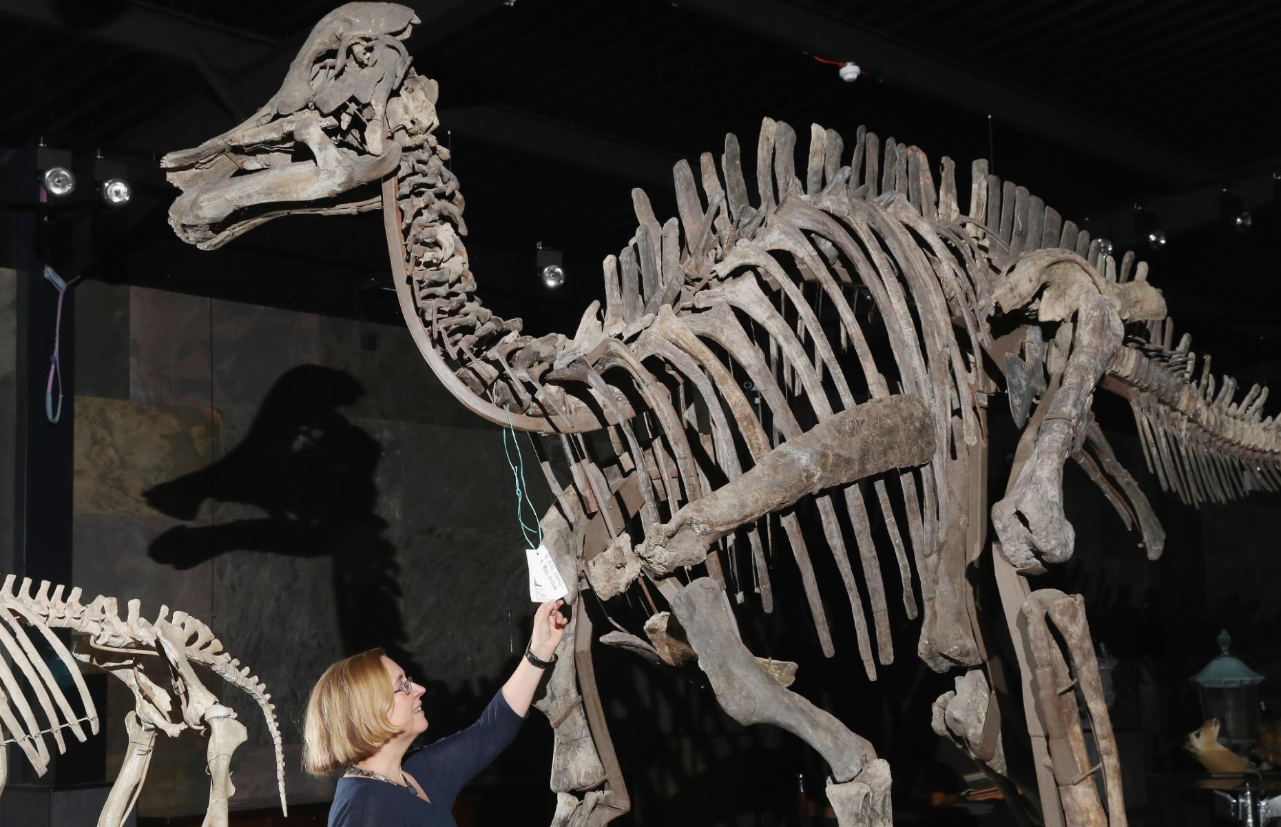 Uncover the world's 12 most valuable dinosaur fossils