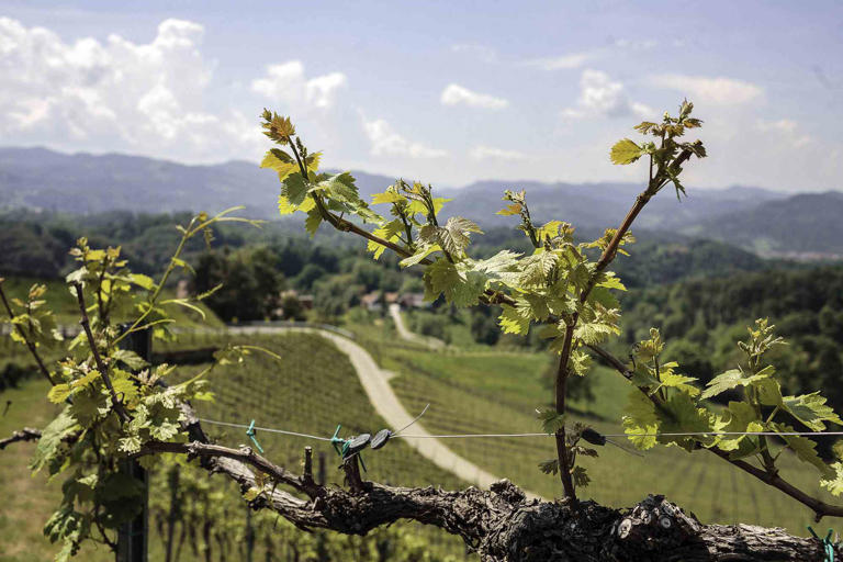Kevin West Vines growing along the wine route in southern Styria.