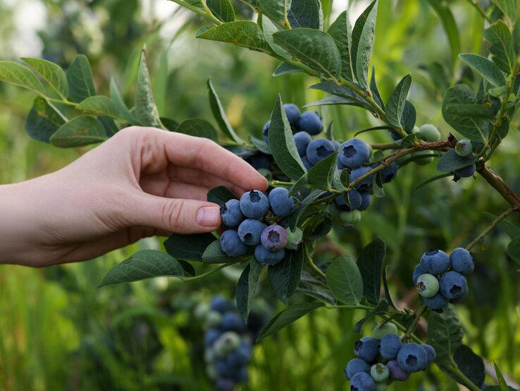 Heidelbeeren richtig düngen So wird deine Ernte reichhaltig