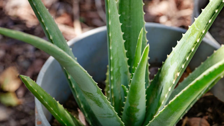 Why is my aloe vera plant turning brown? Plant experts weigh in