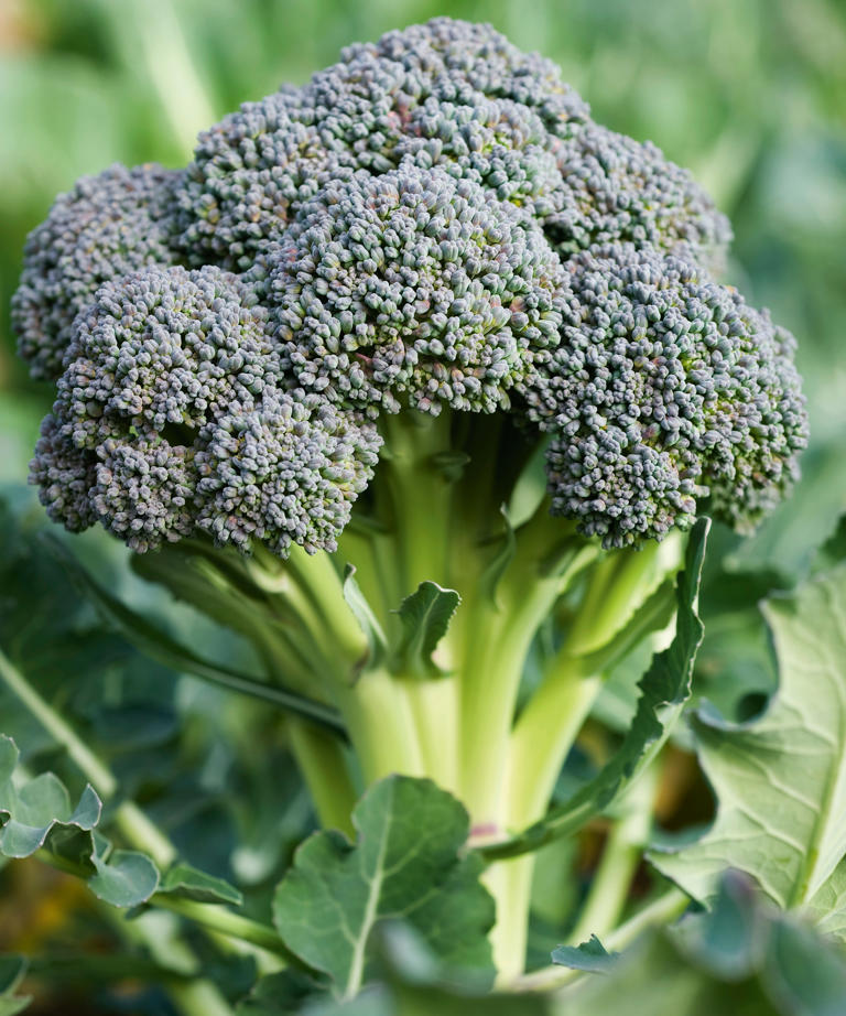 ((Image credit: Alamy))